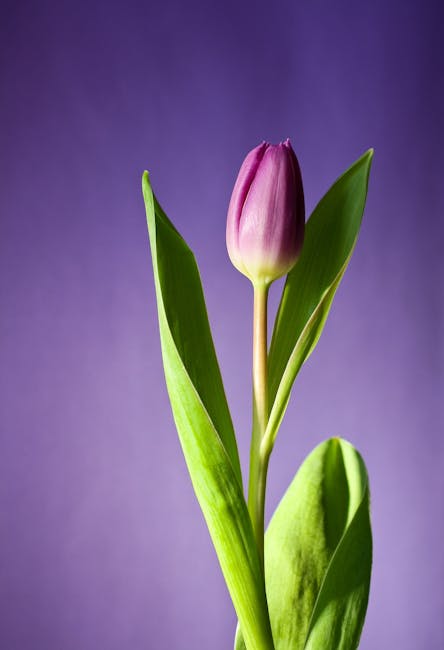 Oplev de farverige tulipantræers pragt